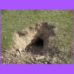 Praire Dogs Holes.jpg